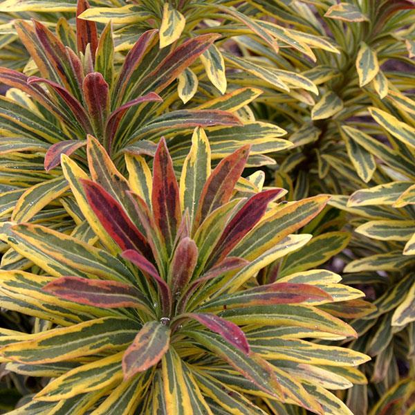 Euphorbia Ascot Rainbow 2Ltr evergreen shrub with variegated pink, cream, red leaves and long-lasting flowers – Keans