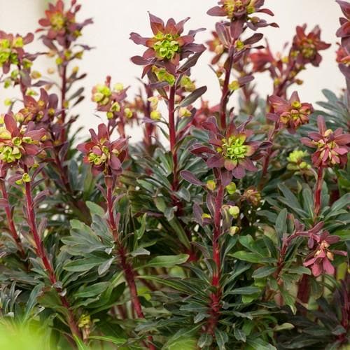 Euphorbia Amy. Purpurea 2Ltr evergreen with soft purple foliage, hardy, shade tolerant, pollinator-friendly – Keans