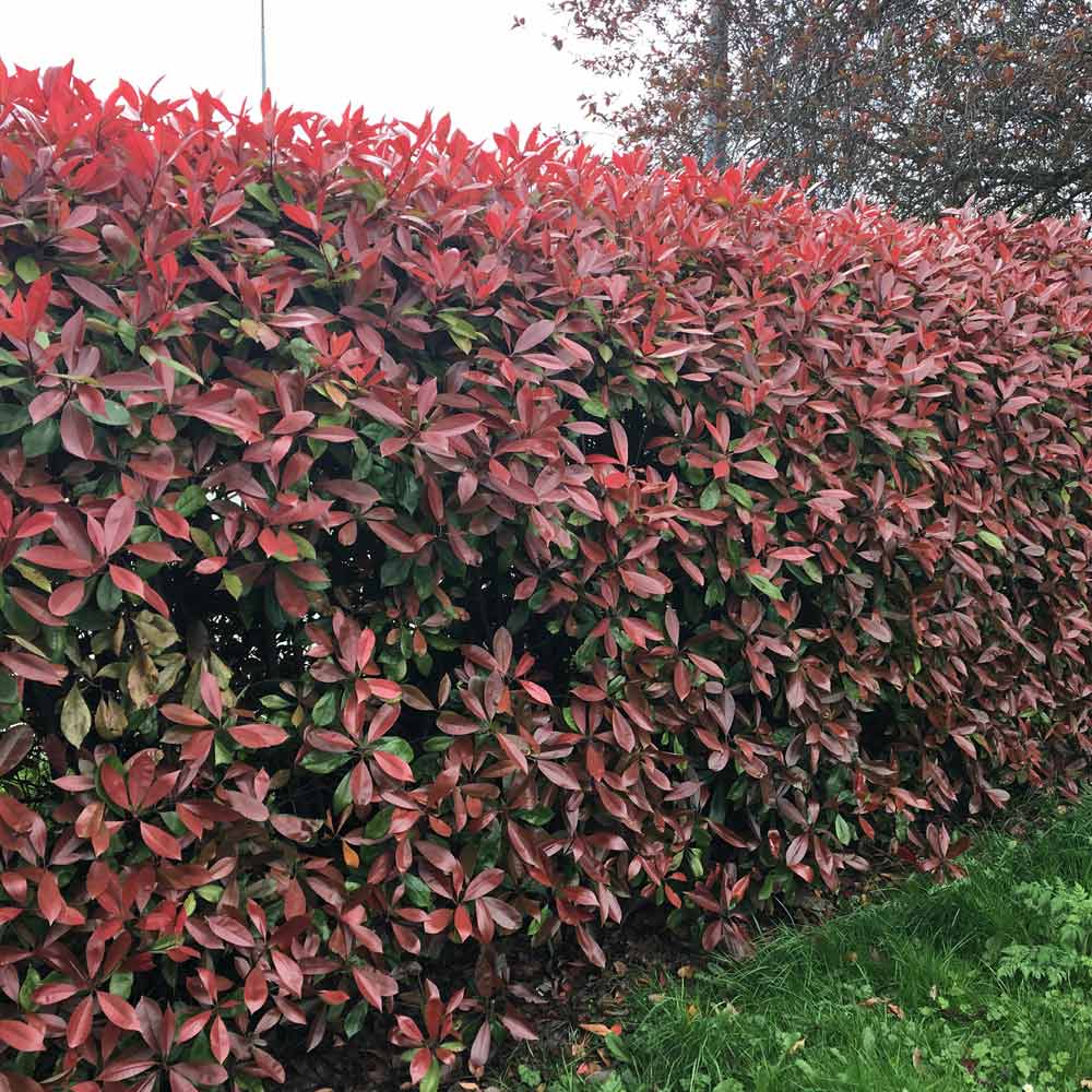 Photinia × fraseri 'Red Robin' shrub with vibrant red leaves, perfect for gardens – available at Keans Claremorris.