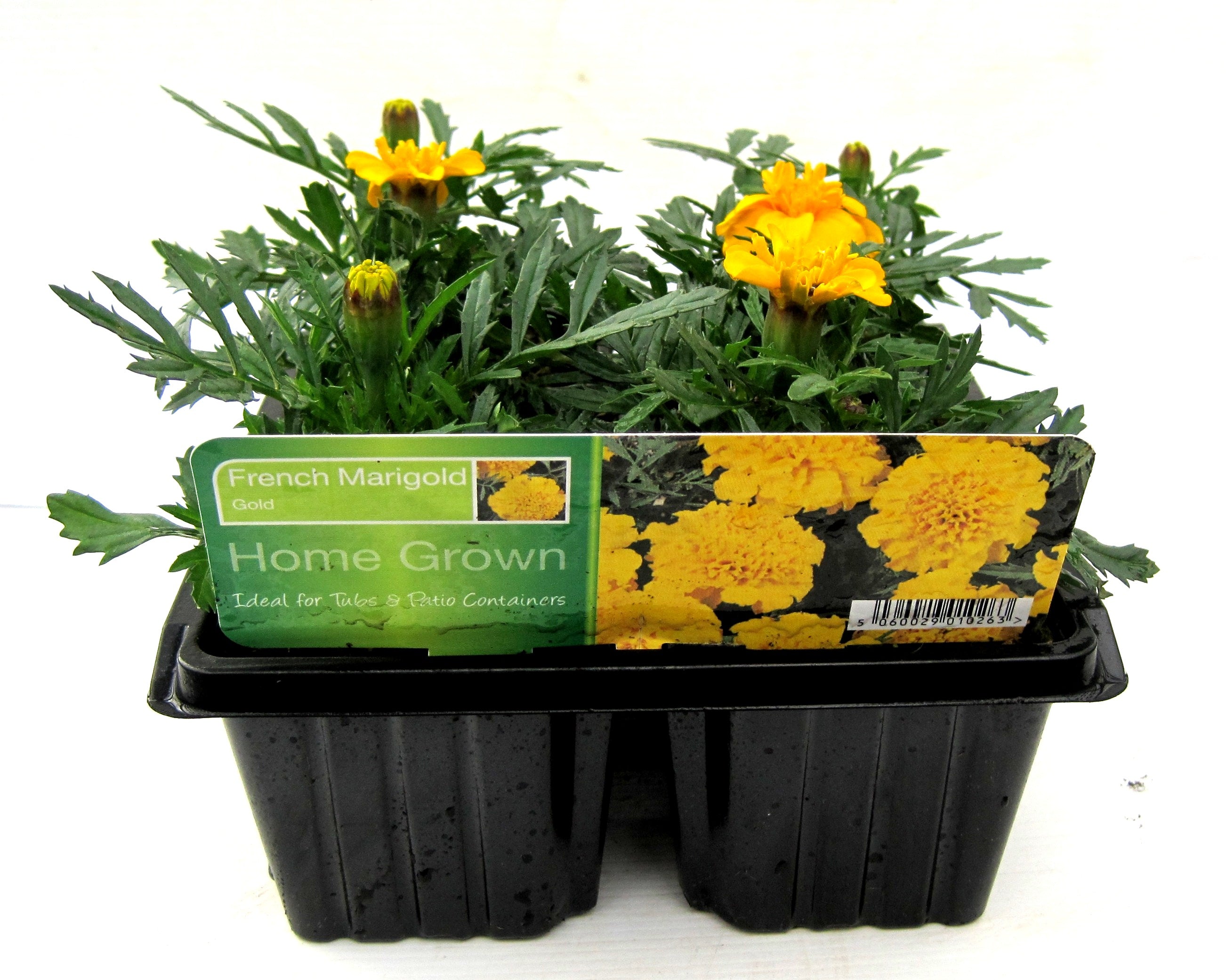 SUMMER BEDDING 6 PACK - MARIGOLD FRENCH GOLD