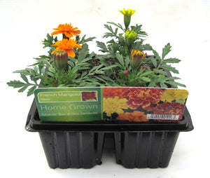 SUMMER BEDDING 6 PACK - MARIGOLD FRENCH MIXED