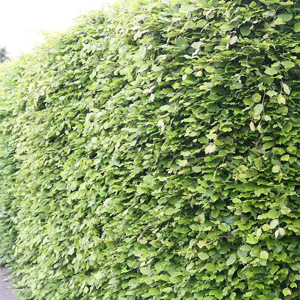 Green Beech Bareroot 60-90cm, fully hardy hedge plant, 1+2r form, ideal spacing 25-45cm | Keans Claremorris