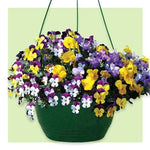Load image into Gallery viewer, Viola Hanging Basket 27cm - Best In colour
