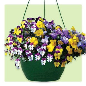 Viola Hanging Basket 27cm - Best In colour