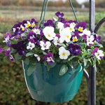 Load image into Gallery viewer, Viola Hanging Basket 27cm - Best In colour
