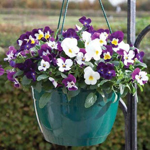 Viola Hanging Basket 27cm - Best In colour