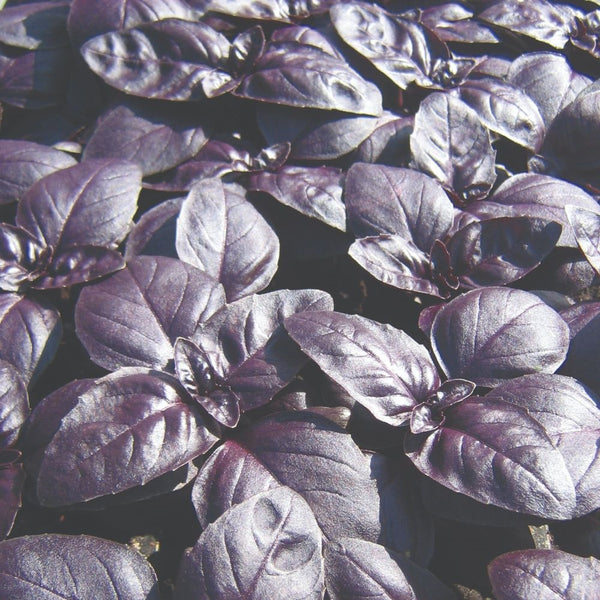 Herb Basil Purple Ball with tiny deep purple leaves, drought resistant, sun-loving plant – Keans Claremorris.