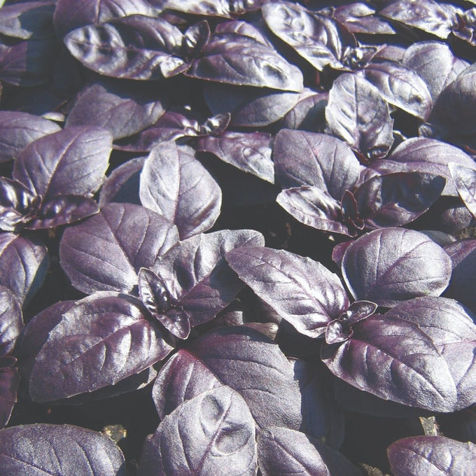 Herb Basil Purple Ball with tiny deep purple leaves, drought resistant, sun-loving plant – Keans Claremorris.