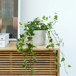 Hedera variegated ivy houseplant with green and white leaves, perfect indoor decor | Keans Claremorris