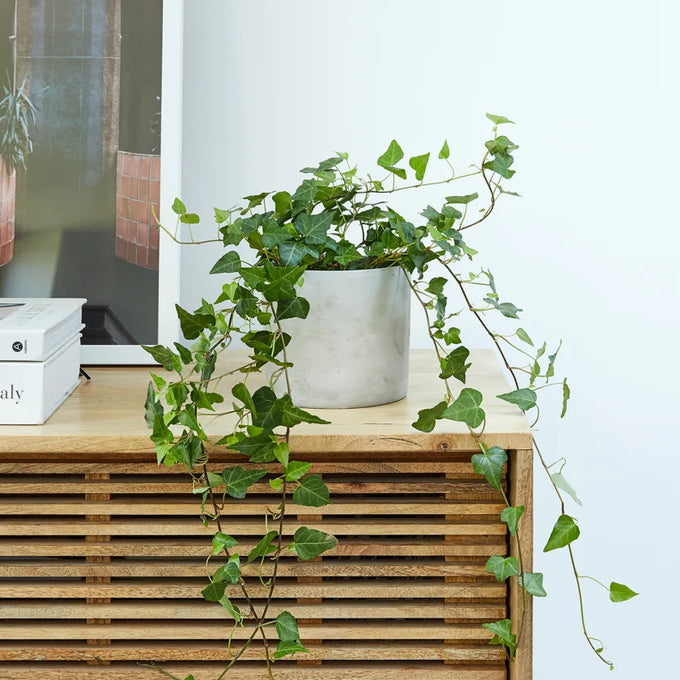 Hedera variegated ivy houseplant with green and white leaves, perfect indoor decor | Keans Claremorris