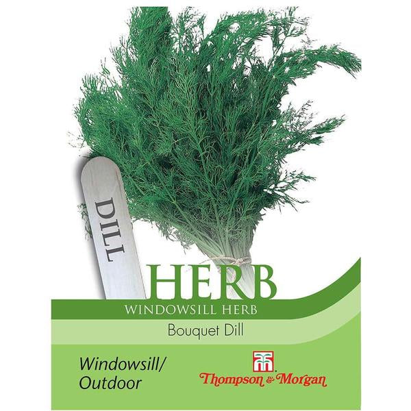 Herb Bouquet Dill with delicate ferny foliage, compact for containers, ideal for windowsills – Keans Claremorris.