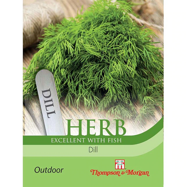 Fresh Herb Dill plant, hardy, ideal for kitchen and wildlife gardens, grows in full sun. Available at Keans Claremorris.