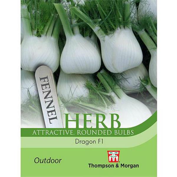 Herb Fennel Dragon F1 with dwarf habit, bolt-resistant bulbs, ideal for salads and cooking – Keans Claremorris