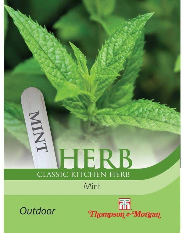 Fresh Herb Mint plant with aromatic leaves, ideal for cooking and tea. Easy to grow in pots. Available at Keans Claremorris.