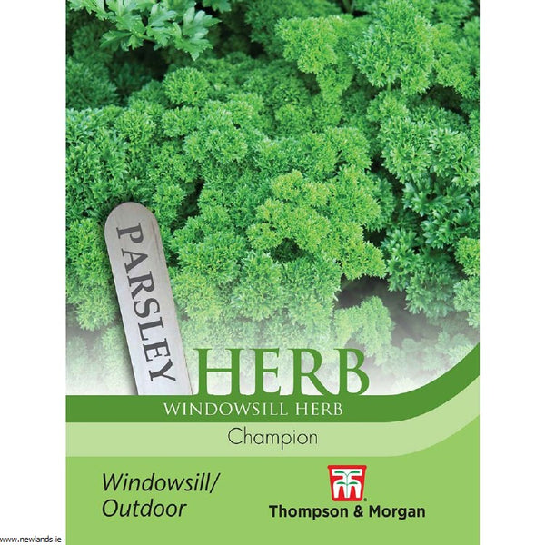 Fresh Herb Parsley Champion with tightly curled green leaves, ideal for garnishing and cooking – Keans Claremorris.