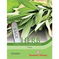 Fresh Herb Sage plant with soft blue-green leaves, ideal for cooking and garden borders – Keans Claremorris