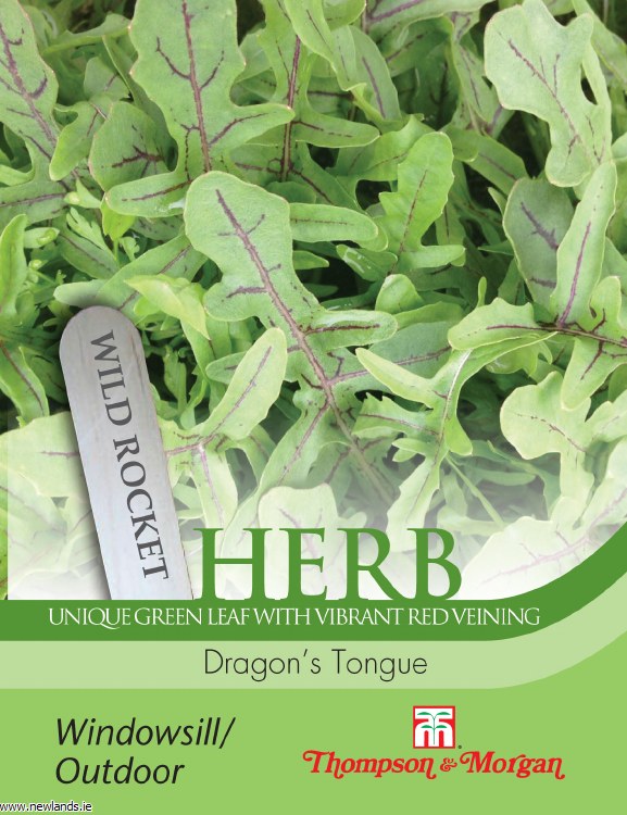 Herb Wild Rocket Dragon's Tongue