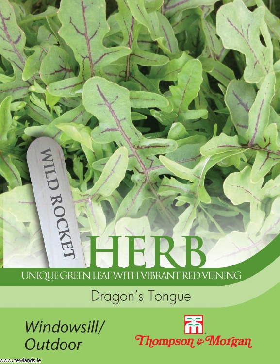 Fresh Herb Wild Rocket Dragon's Tongue leaves, spicy salad green, hardy British variety – Keans Claremorris.