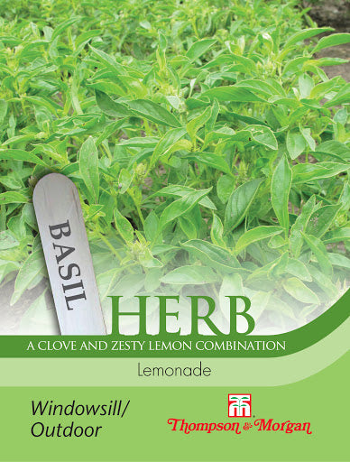 Herb Basil Lemonade plant with glossy aromatic leaves, perfect for patios and kitchens, hardy and disease-resistant – Keans