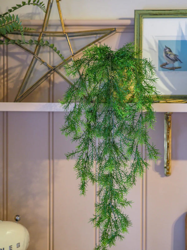 Asparagus Fern Sprengeri in 19cm hanging pot, cascading feathery foliage, bright indirect light, Keans Claremorris.