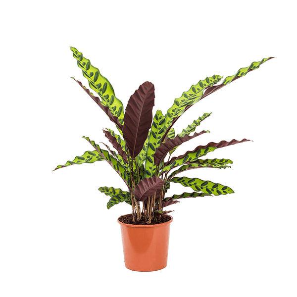 Calathea insignis (Rattlesnake Plant) in P14 pot, thrives in indirect light, high humidity, 2-3 ft tall – Keans Claremorris.