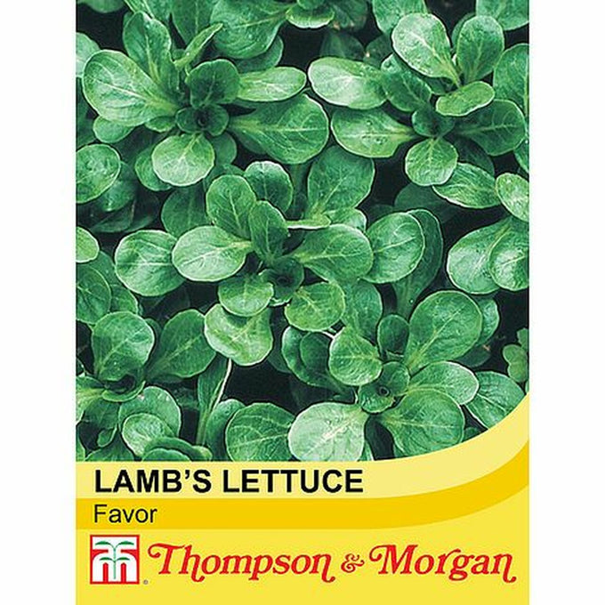 Lamb's Lettuce Favor with dark green, glossy leaves, nutty flavor, nutrient-rich salad greens from Keans Claremorris.