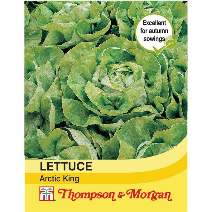 Lettuce Arctic King with large, light green crinkled leaves, cold-resistant, ideal for autumn sowing – Keans Claremorris.