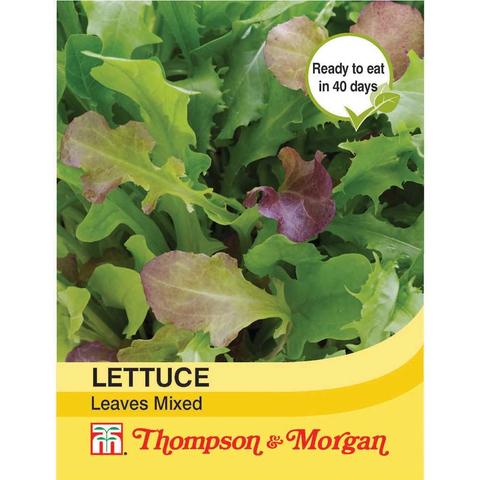Lettuce Webbs Wonderful
