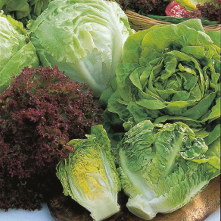 Fresh Lettuce Allsorts mix, crisp and vibrant greens, available at Keans Claremorris for healthy meals.