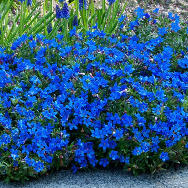 Lithodora Heavenly Blue 2Ltr evergreen shrub with deep blue flowers and green foliage, ideal ground cover – Keans Claremorris