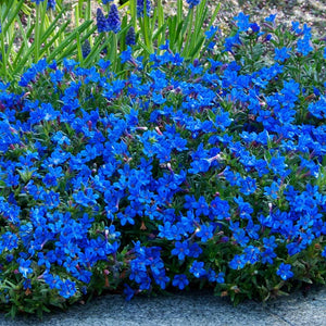 Lithodora Heavenly Blue 2Ltr  Evergreen