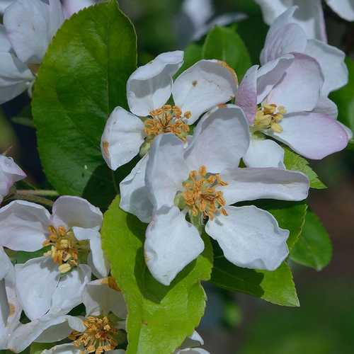 Malus Robusta 9x9 Red Sentinel tree with vibrant red leaves, available at Keans Claremorris.