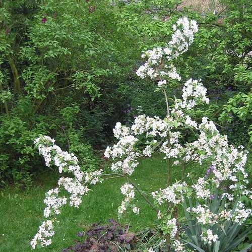 Malus Robusta 9x9 Red Sentinel ornamental crabapple tree with red fruits, pink-white flowers, hardy, disease-resistant –