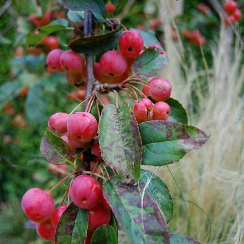 Malus Robusta 9x9 Red Sentinel tree with vibrant red leaves, available at Keans Claremorris.