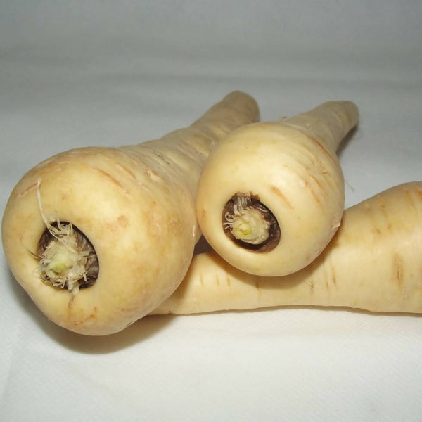 10g Parsnip White Gem Seed – high-yield, sweet nutty flavor, disease-resistant, easy-grow roots | Keans Claremorris