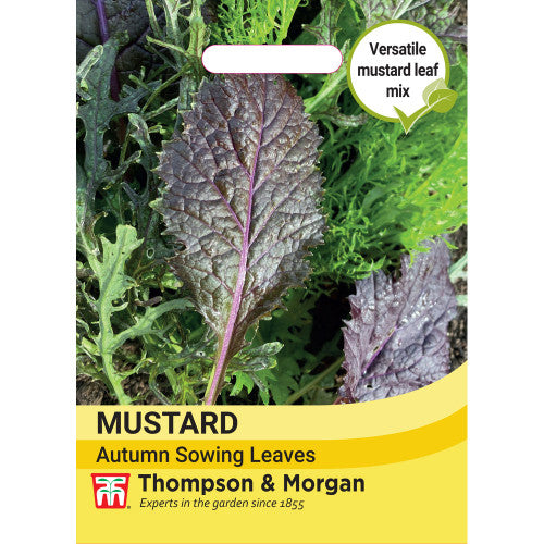 Mustard Autumn sowing leaves  A8-N11