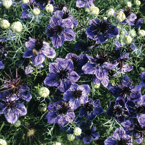 Nigella Midnight F2-M5 stylish black dress, elegant design, available at Keans Claremorris.