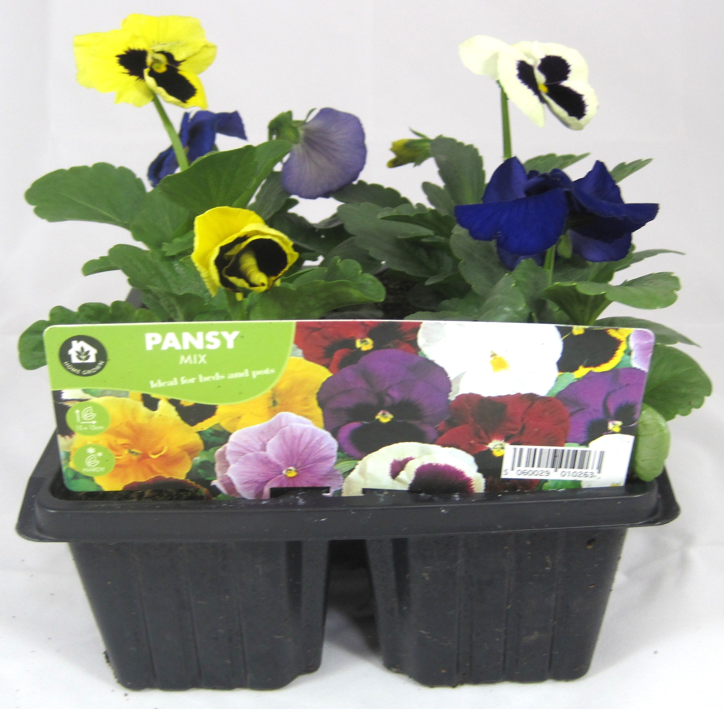 SUMMER BEDDING PLANTS 6 PACK - PANSY
