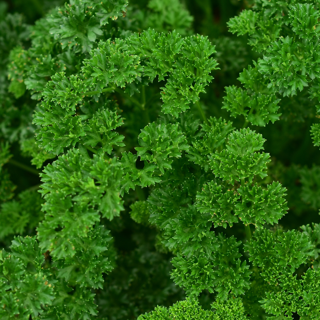 10g Parsley Seed pack for fresh, nutty flavor in salads, soups, and sauces – available at Keans Claremorris.