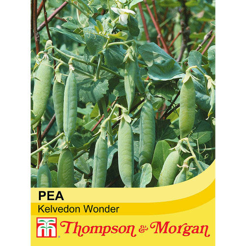 Pea Kelvedon Wonder M3-M5 seeds, heavy-yielding, disease-resistant, 250 seeds, 50cm tall, Keans Claremorris.