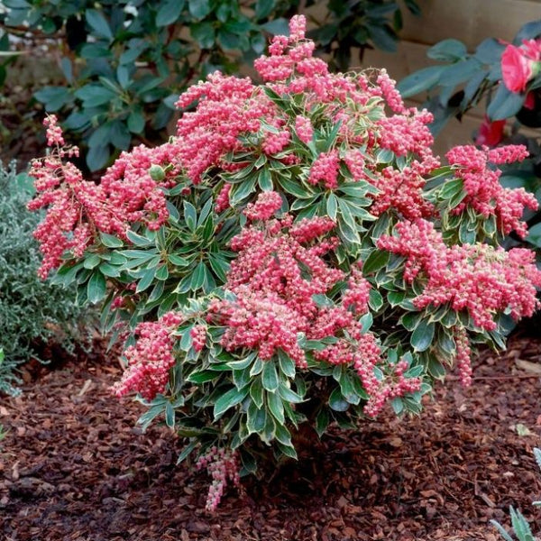 Pieris Polar Passion 3LT Evergreen with variegated foliage and deep red-purple flowers, perfect for garden or patio – Keans