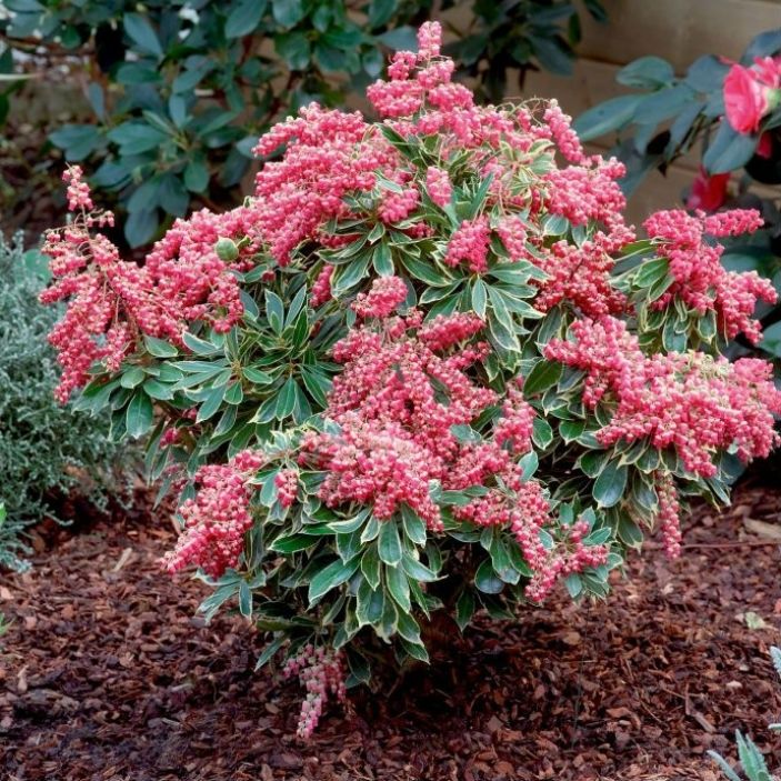 Pieris Polar Passion 3LT Evergreen with variegated foliage and deep red-purple flowers, perfect for garden or patio – Keans