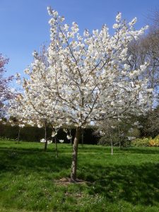 Cherry Blossom Tree Prunus "TAI HAKU" with large white flowers, 10L pot, 2.5m height, wide spread - Keans Claremorris