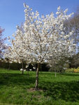 Load image into Gallery viewer, Cherry Blossom Tree - Prunus &quot;TAI HAKU&quot; 10Ltr 9x9
