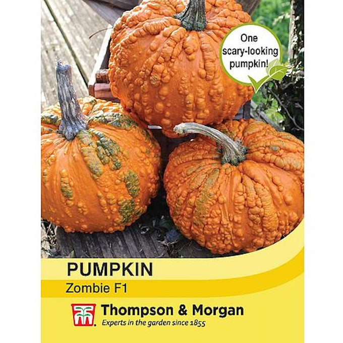 Pumpkin Zombie seeds - grow knobbly 3-4kg pumpkins with warts, ripens Sept-Oct, ideal for Halloween. Keans Claremorris.