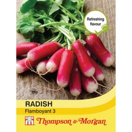 Radish Flamboyant 3 half-long, crisp radishes with white tip, strong flavor, 300 seeds per packet - Keans Claremorris