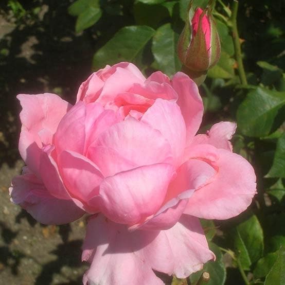 Rosa Queen Elizabeth Floribunda rose with clear pink double flowers, disease-resistant shrub, ideal for borders – Keans