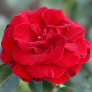 Rosa 'Romance' 4.5L 04-Rose, Floribunda