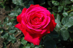 Rosa Dame De Coeur 4.5L 04-Rose, Hybrid Tea