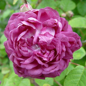 Rosa Cardinal De Richelieu 4.5L 04-Rose, Shrub/Climbing